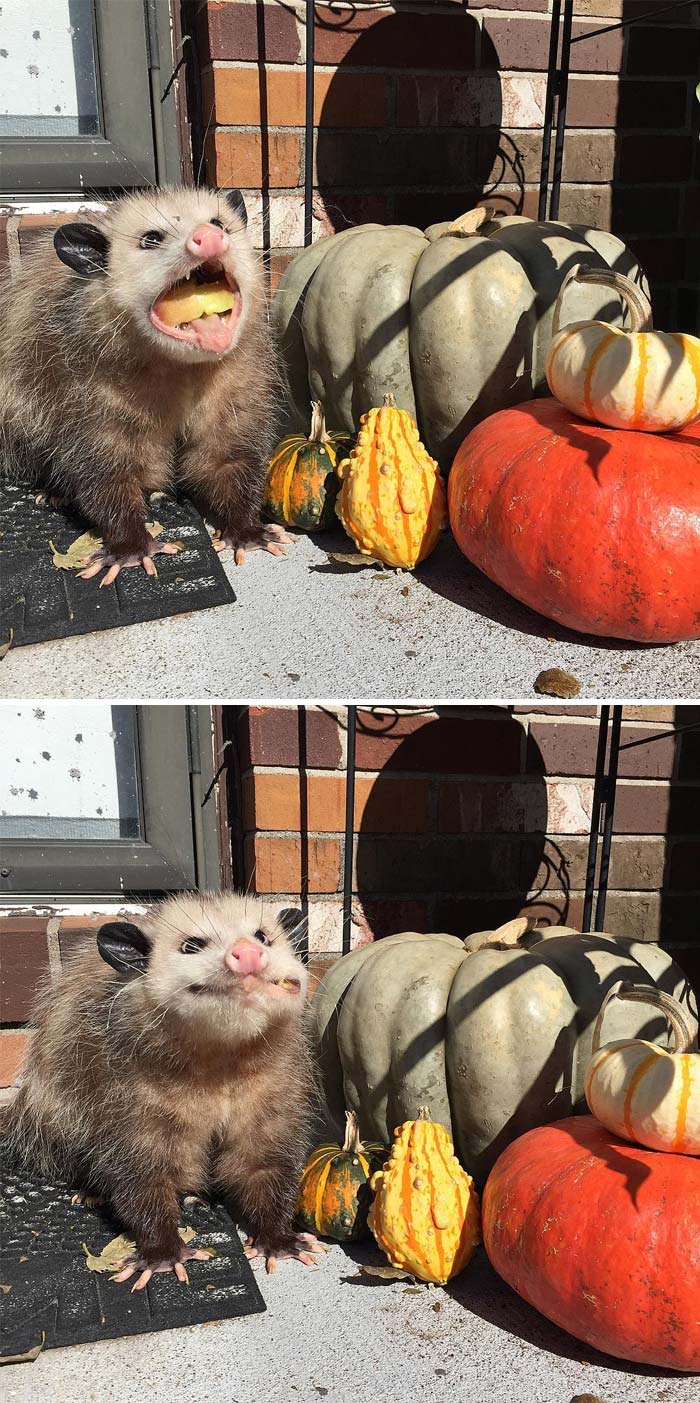 50 Times People Captured Possums And Opossums Doing Ridiculous And Adorable Things 50 Times People Captured Possums And Opossums Doing Ridiculous And Adorable Things