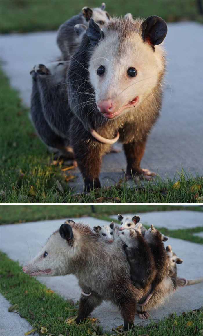 50 Times People Captured Possums And Opossums Doing Ridiculous And Adorable Things 50 Times People Captured Possums And Opossums Doing Ridiculous And Adorable Things