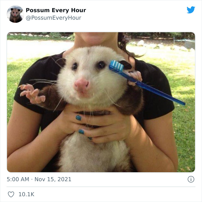 50 Times People Captured Possums And Opossums Doing Ridiculous And Adorable Things 50 Times People Captured Possums And Opossums Doing Ridiculous And Adorable Things