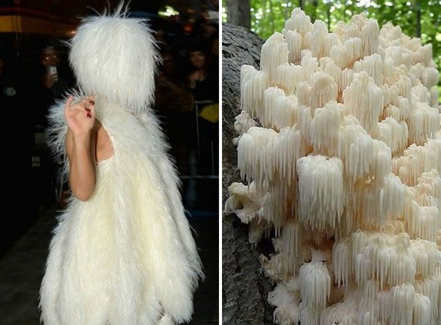 This Girl Is Comparing Lady Gaga’s Looks To Mushrooms, And The Resemblance Is Surprising (20 Pics)