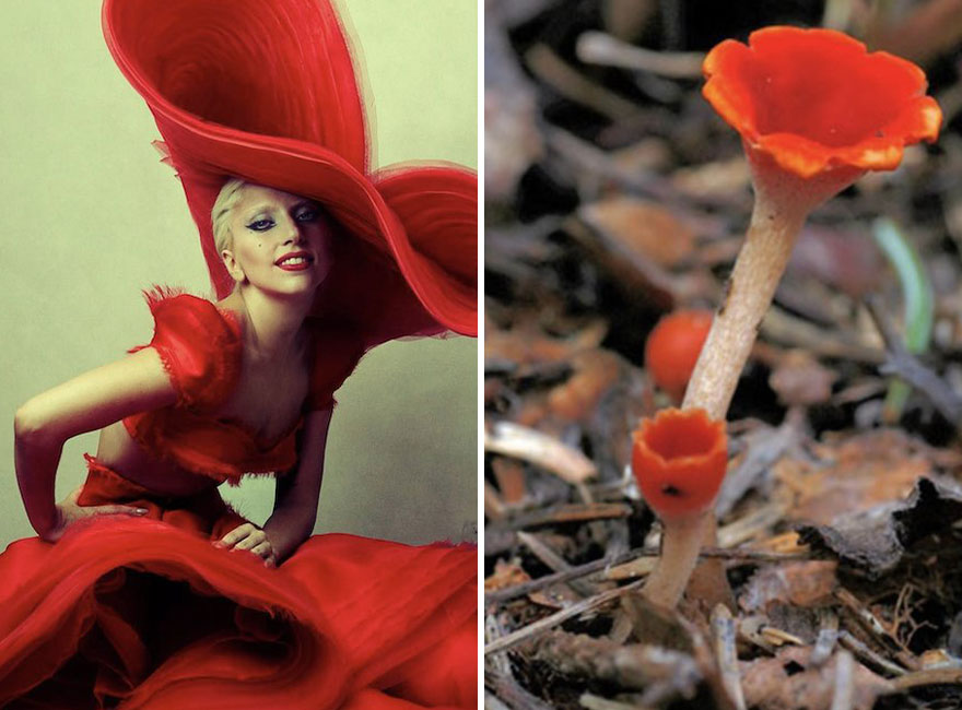 This Girl Is Comparing Lady Gaga’s Looks To Mushrooms, And The Resemblance Is Surprising (20 Pics)