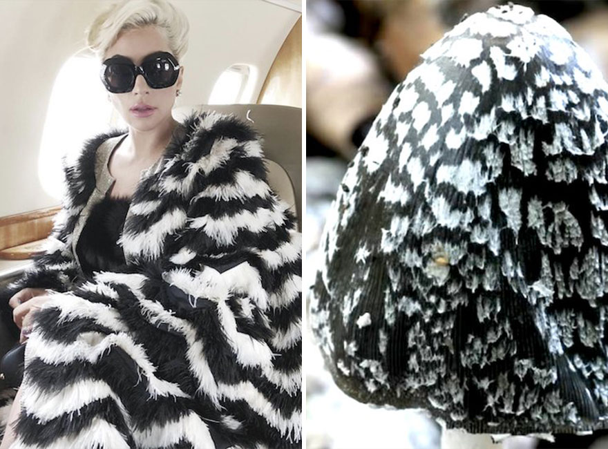 This Girl Is Comparing Lady Gaga’s Looks To Mushrooms, And The Resemblance Is Surprising (20 Pics)