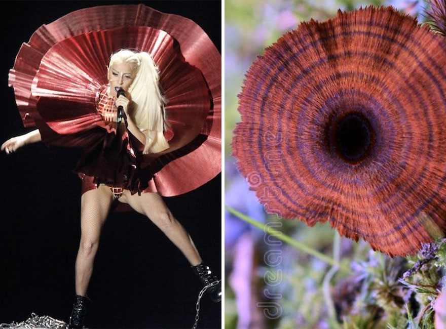 This Girl Is Comparing Lady Gaga’s Looks To Mushrooms, And The Resemblance Is Surprising (20 Pics)