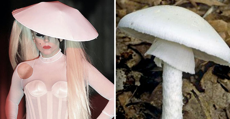 This Girl Is Comparing Lady Gaga’s Looks To Mushrooms, And The Resemblance Is Surprising (20 Pics)