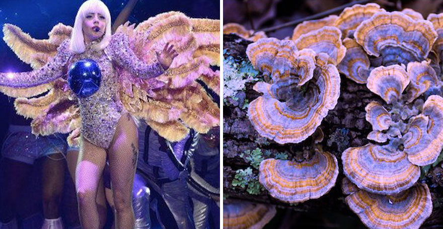 This Girl Is Comparing Lady Gaga’s Looks To Mushrooms, And The Resemblance Is Surprising (20 Pics)
