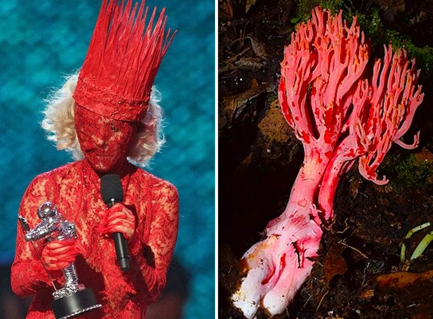 This Girl Is Comparing Lady Gaga’s Looks To Mushrooms, And The Resemblance Is Surprising (20 Pics)