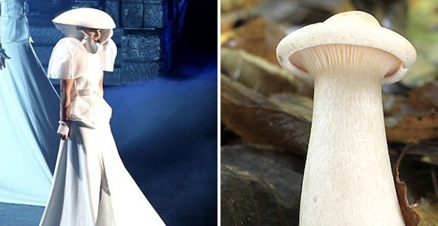 This Girl Is Comparing Lady Gaga’s Looks To Mushrooms, And The Resemblance Is Surprising (20 Pics)