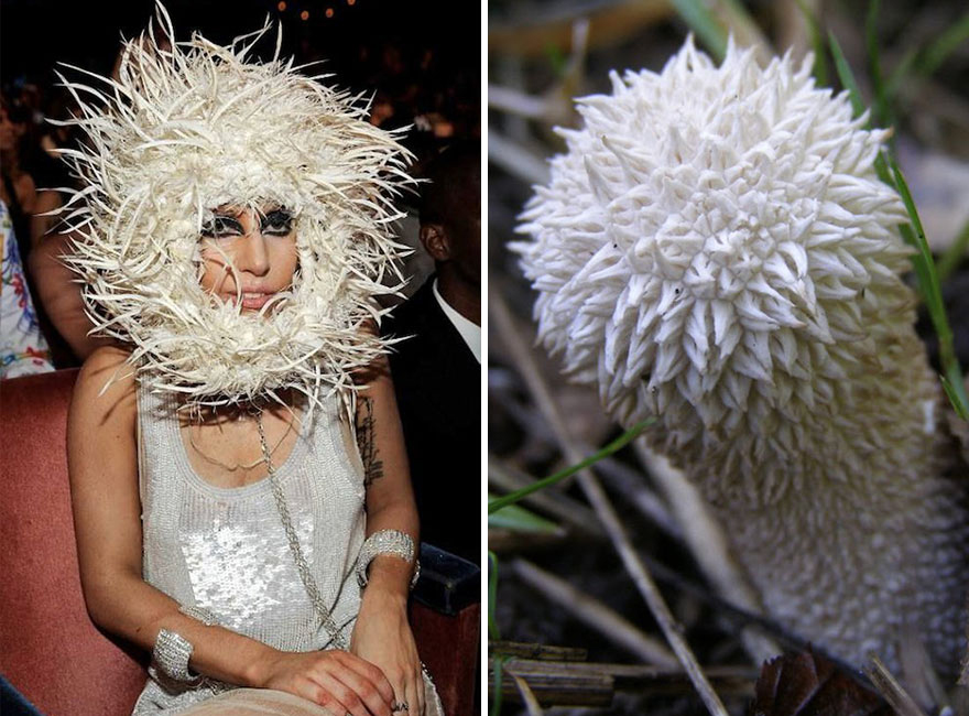 This Girl Is Comparing Lady Gaga’s Looks To Mushrooms, And The Resemblance Is Surprising (20 Pics)