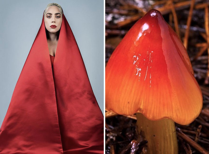This Girl Is Comparing Lady Gaga’s Looks To Mushrooms, And The Resemblance Is Surprising (20 Pics)