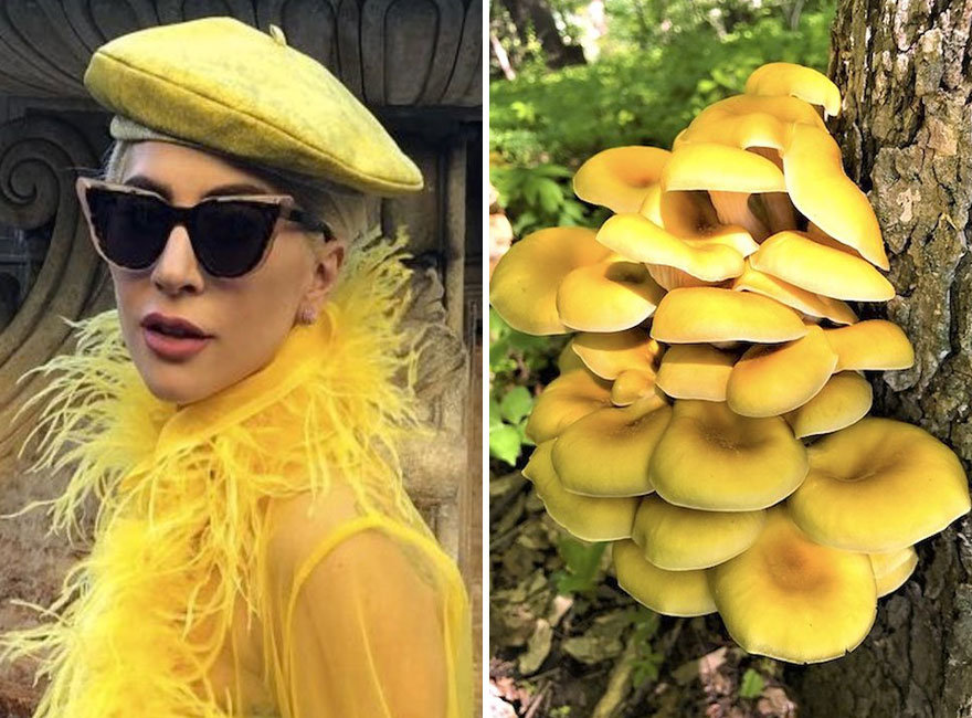 This Girl Is Comparing Lady Gaga’s Looks To Mushrooms, And The Resemblance Is Surprising (20 Pics)