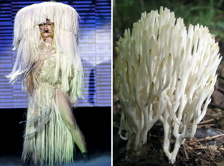 This Girl Is Comparing Lady Gaga’s Looks To Mushrooms, And The Resemblance Is Surprising (20 Pics)