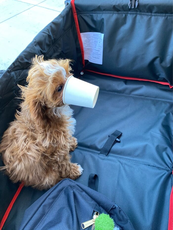 Hey Pandas, Show Your Most Peculiar Camera Save (Closed)