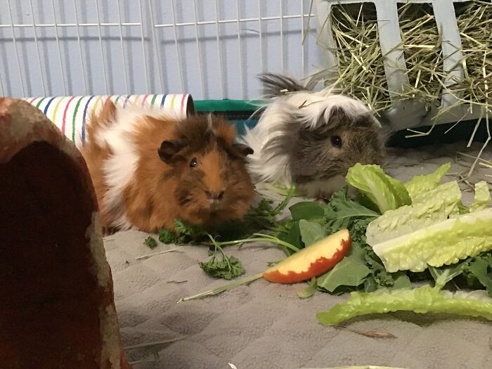 Hey Pandas, Share A Picture Of Your Guinea Pigs (Closed) Hey Pandas, Share A Picture Of Your Guinea Pigs (Closed)