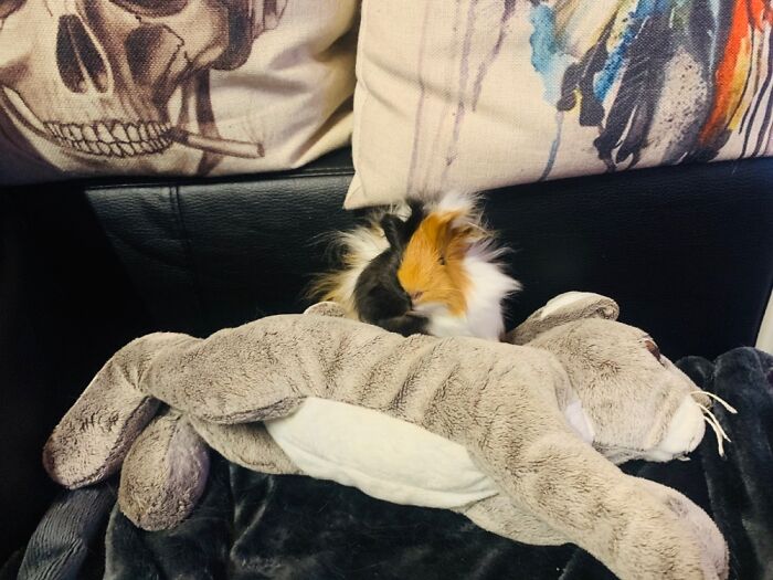 Hey Pandas, Share A Picture Of Your Guinea Pigs (Closed) Hey Pandas, Share A Picture Of Your Guinea Pigs (Closed)