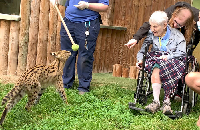 This 100-Year-Old Woman Had A Lifelong Ambition To Meet A Serval Cat And Her Dream Came True This 100-Year-Old Woman Had A Lifelong Ambition To Meet A Serval Cat And Her Dream Came True