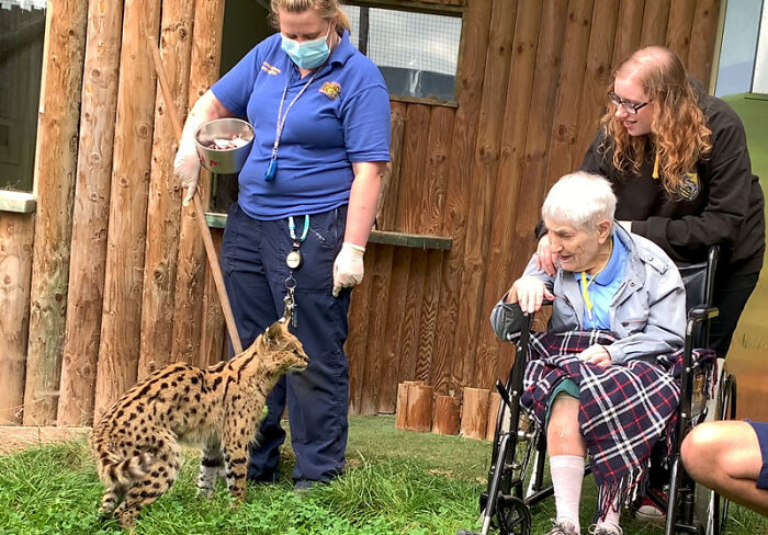 This 100-Year-Old Woman Had A Lifelong Ambition To Meet A Serval Cat And Her Dream Came True This 100-Year-Old Woman Had A Lifelong Ambition To Meet A Serval Cat And Her Dream Came True