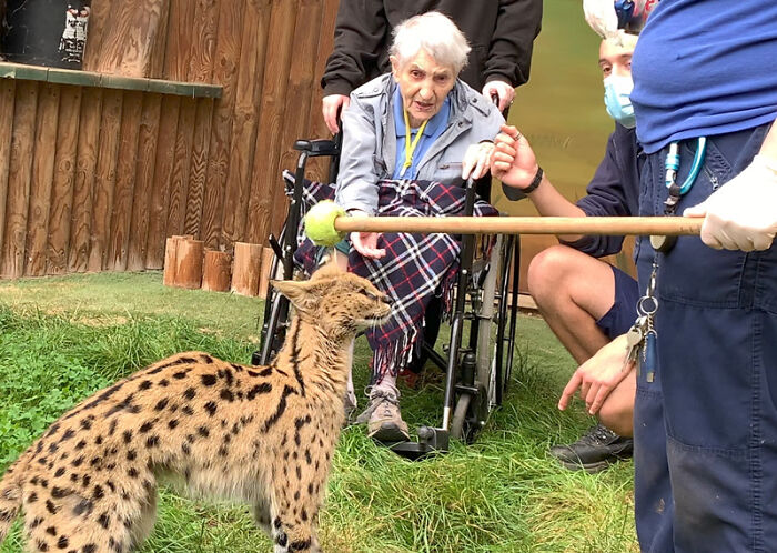 This 100-Year-Old Woman Had A Lifelong Ambition To Meet A Serval Cat And Her Dream Came True This 100-Year-Old Woman Had A Lifelong Ambition To Meet A Serval Cat And Her Dream Came True
