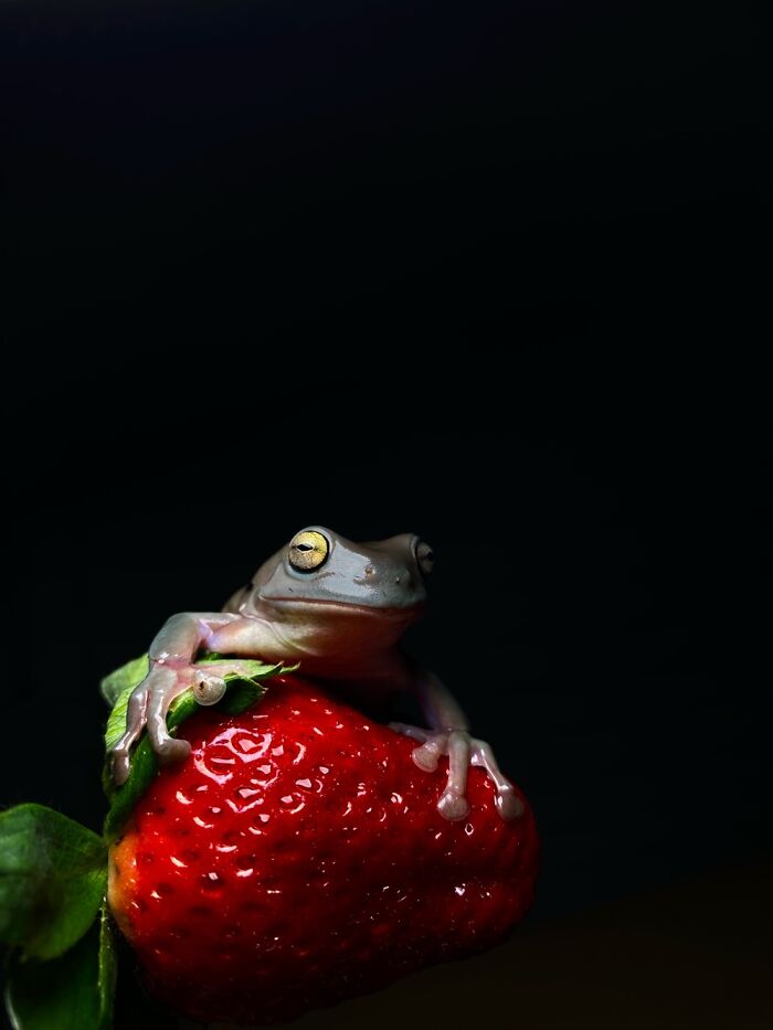 Here Are Some Of The Photos I Have Taken Of My Frog And Gecko Here Are Some Of The Photos I Have Taken Of My Frog And Gecko