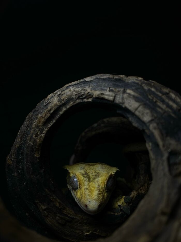 Here Are Some Of The Photos I Have Taken Of My Frog And Gecko Here Are Some Of The Photos I Have Taken Of My Frog And Gecko