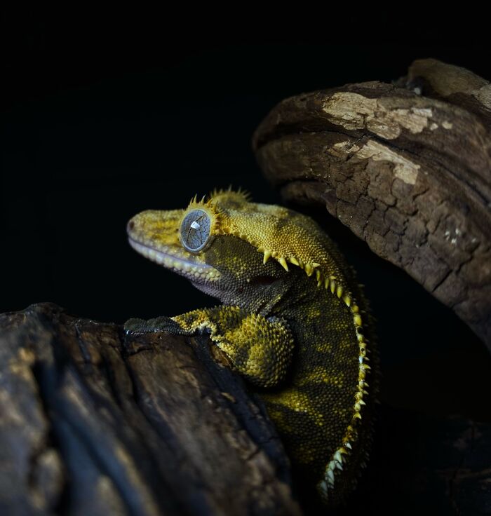 Here Are Some Of The Photos I Have Taken Of My Frog And Gecko Here Are Some Of The Photos I Have Taken Of My Frog And Gecko