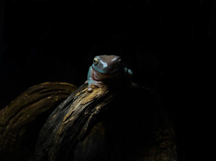 Here Are Some Of The Photos I Have Taken Of My Frog And Gecko Here Are Some Of The Photos I Have Taken Of My Frog And Gecko