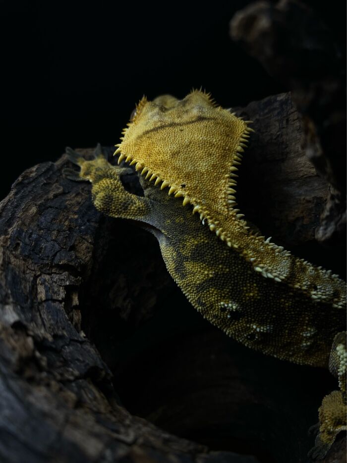 Here Are Some Of The Photos I Have Taken Of My Frog And Gecko Here Are Some Of The Photos I Have Taken Of My Frog And Gecko