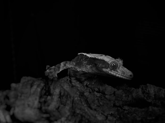 Here Are Some Of The Photos I Have Taken Of My Frog And Gecko Here Are Some Of The Photos I Have Taken Of My Frog And Gecko
