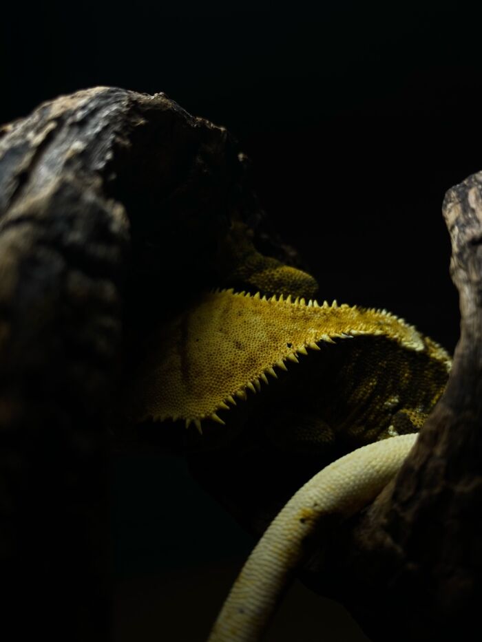 Here Are Some Of The Photos I Have Taken Of My Frog And Gecko Here Are Some Of The Photos I Have Taken Of My Frog And Gecko