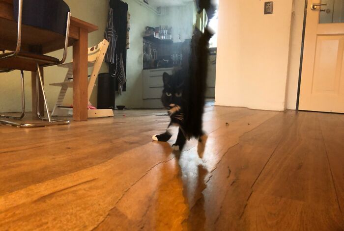Hey Pandas, Share A Funny Panoramic Photo Of Your Pet (Closed) Hey Pandas, Share A Funny Panoramic Photo Of Your Pet (Closed)