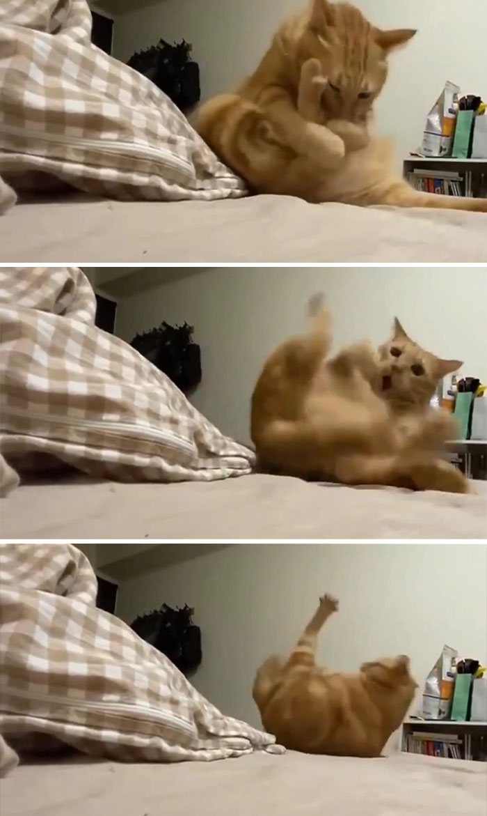 50 Times Cats Hilariously Malfunctioned, Making Owners Ask “What’s Wrong With My Cat?” (New Pics) 50 Times Cats Hilariously Malfunctioned, Making Owners Ask “What’s Wrong With My Cat?” (New Pics)