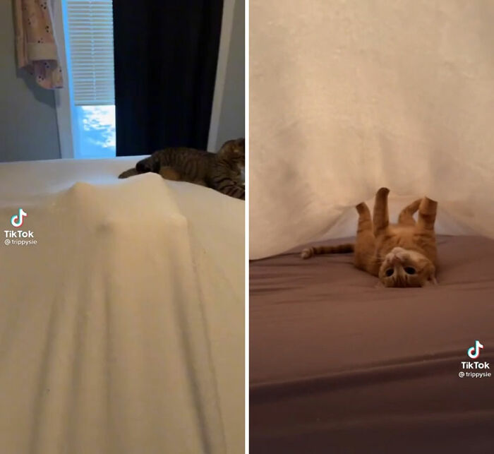 50 Times Cats Hilariously Malfunctioned, Making Owners Ask “What’s Wrong With My Cat?” (New Pics) 50 Times Cats Hilariously Malfunctioned, Making Owners Ask “What’s Wrong With My Cat?” (New Pics)