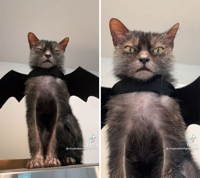 50 Times Cats Hilariously Malfunctioned, Making Owners Ask “What’s Wrong With My Cat?” (New Pics) 50 Times Cats Hilariously Malfunctioned, Making Owners Ask “What’s Wrong With My Cat?” (New Pics)