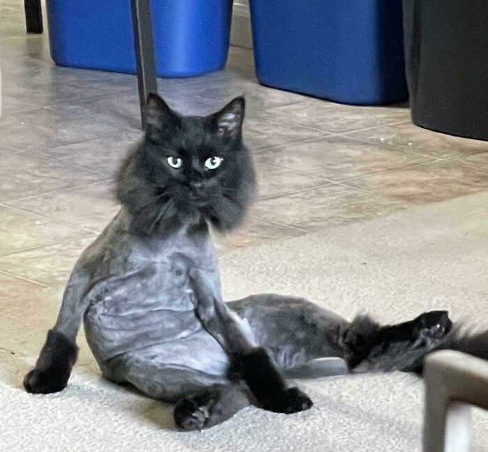 50 Times Cats Hilariously Malfunctioned, Making Owners Ask “What’s Wrong With My Cat?” (New Pics) 50 Times Cats Hilariously Malfunctioned, Making Owners Ask “What’s Wrong With My Cat?” (New Pics)