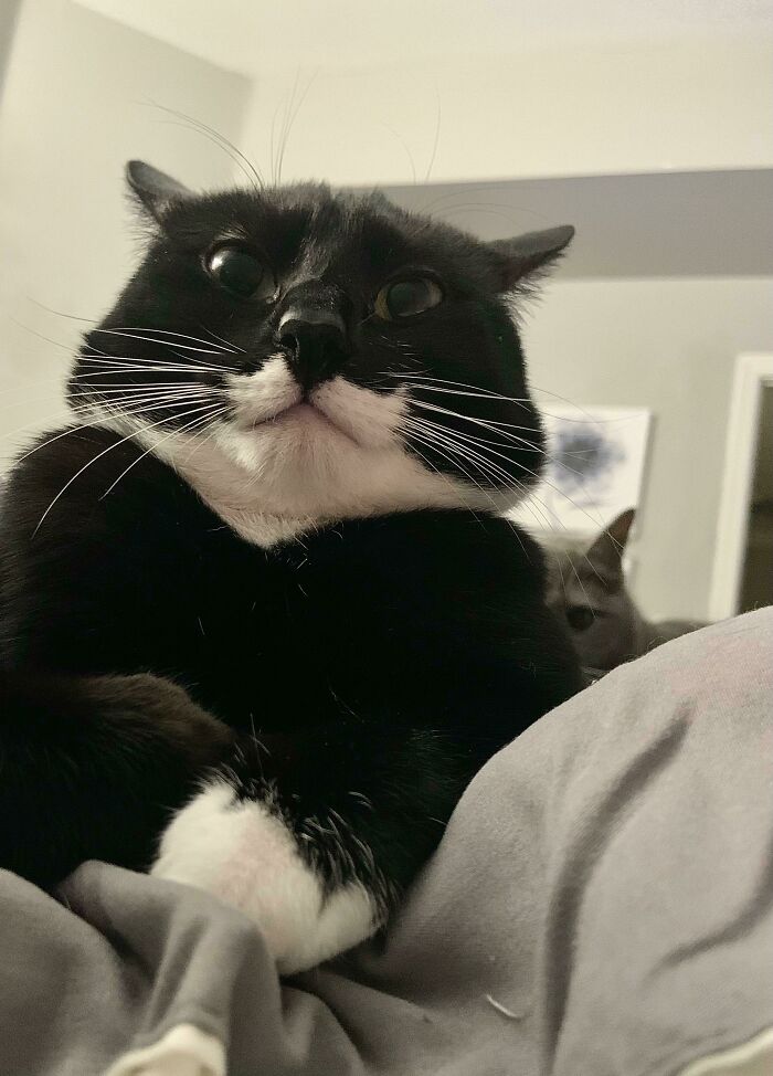 50 Times Cats Hilariously Malfunctioned, Making Owners Ask “What’s Wrong With My Cat?” (New Pics) 50 Times Cats Hilariously Malfunctioned, Making Owners Ask “What’s Wrong With My Cat?” (New Pics)