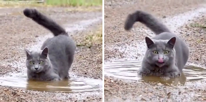 50 Times Cats Hilariously Malfunctioned, Making Owners Ask “What’s Wrong With My Cat?” (New Pics) 50 Times Cats Hilariously Malfunctioned, Making Owners Ask “What’s Wrong With My Cat?” (New Pics)