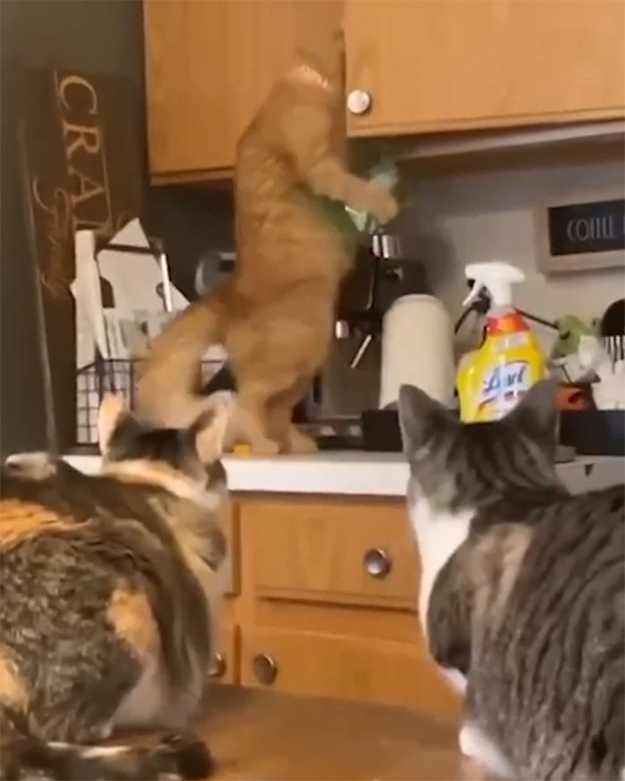 50 Times Cats Hilariously Malfunctioned, Making Owners Ask “What’s Wrong With My Cat?” (New Pics) 50 Times Cats Hilariously Malfunctioned, Making Owners Ask “What’s Wrong With My Cat?” (New Pics)