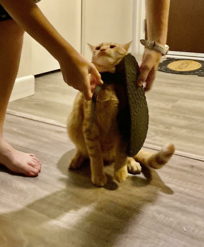 50 Times Cats Hilariously Malfunctioned, Making Owners Ask “What’s Wrong With My Cat?” (New Pics) 50 Times Cats Hilariously Malfunctioned, Making Owners Ask “What’s Wrong With My Cat?” (New Pics)