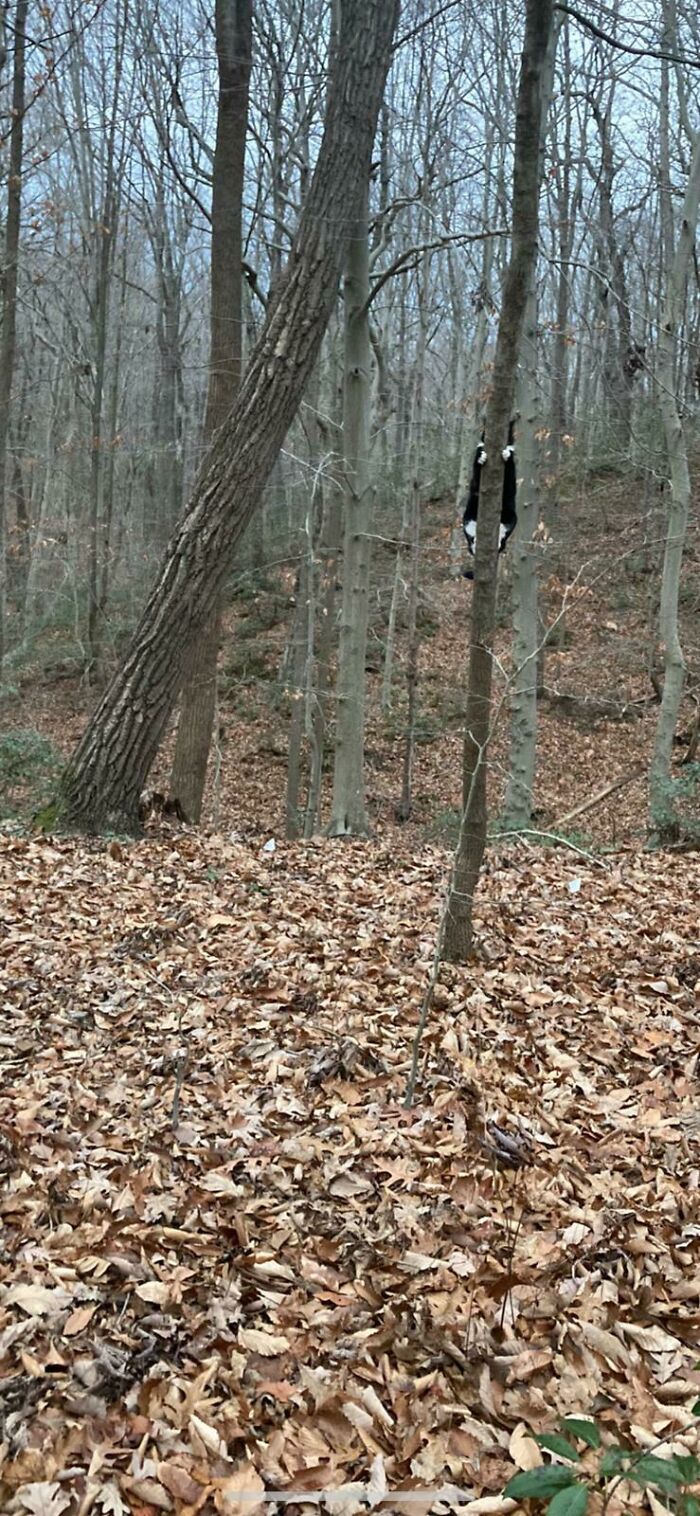 50 Times Cats Hilariously Malfunctioned, Making Owners Ask “What’s Wrong With My Cat?” (New Pics) 50 Times Cats Hilariously Malfunctioned, Making Owners Ask “What’s Wrong With My Cat?” (New Pics)