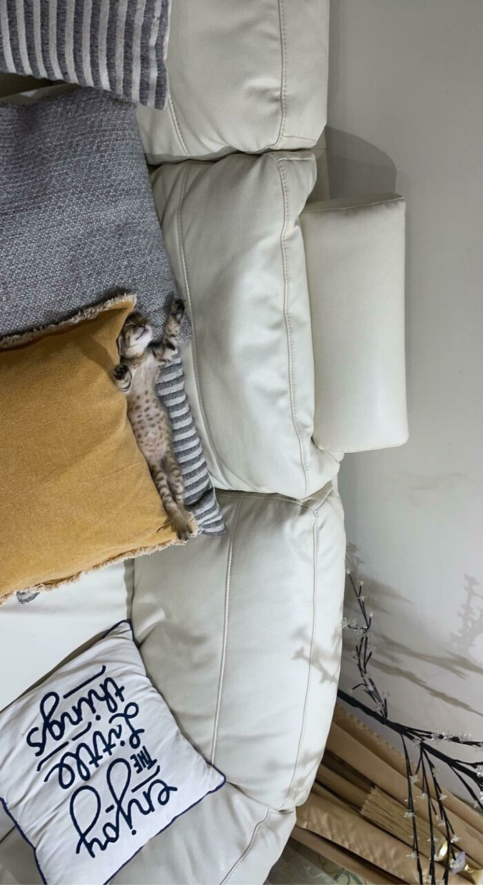 50 Times Cats Hilariously Malfunctioned, Making Owners Ask “What’s Wrong With My Cat?” (New Pics) 50 Times Cats Hilariously Malfunctioned, Making Owners Ask “What’s Wrong With My Cat?” (New Pics)