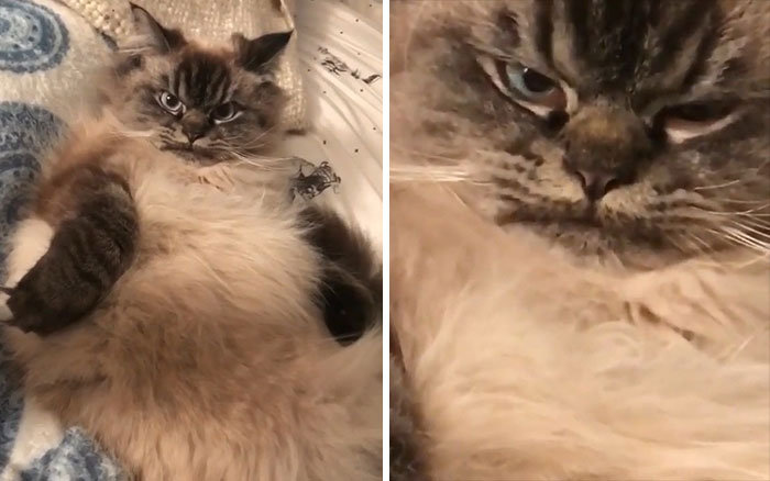 50 Times Cats Hilariously Malfunctioned, Making Owners Ask “What’s Wrong With My Cat?” (New Pics) 50 Times Cats Hilariously Malfunctioned, Making Owners Ask “What’s Wrong With My Cat?” (New Pics)