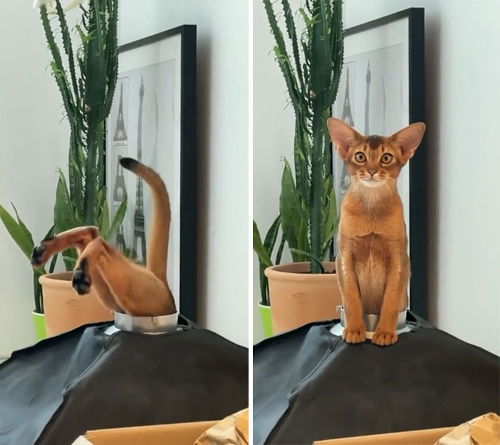 50 Times Cats Hilariously Malfunctioned, Making Owners Ask “What’s Wrong With My Cat?” (New Pics) 50 Times Cats Hilariously Malfunctioned, Making Owners Ask “What’s Wrong With My Cat?” (New Pics)