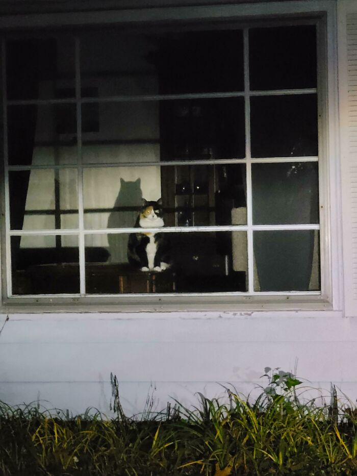 50 Times Cats Hilariously Malfunctioned, Making Owners Ask “What’s Wrong With My Cat?” (New Pics) 50 Times Cats Hilariously Malfunctioned, Making Owners Ask “What’s Wrong With My Cat?” (New Pics)