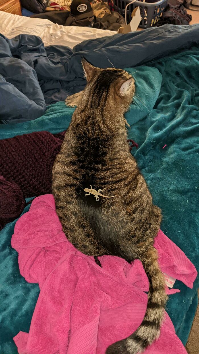 50 Times Cats Hilariously Malfunctioned, Making Owners Ask “What’s Wrong With My Cat?” (New Pics) 50 Times Cats Hilariously Malfunctioned, Making Owners Ask “What’s Wrong With My Cat?” (New Pics)