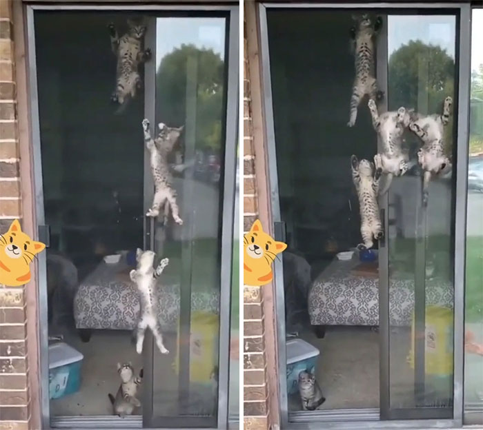 50 Times Cats Hilariously Malfunctioned, Making Owners Ask “What’s Wrong With My Cat?” (New Pics) 50 Times Cats Hilariously Malfunctioned, Making Owners Ask “What’s Wrong With My Cat?” (New Pics)