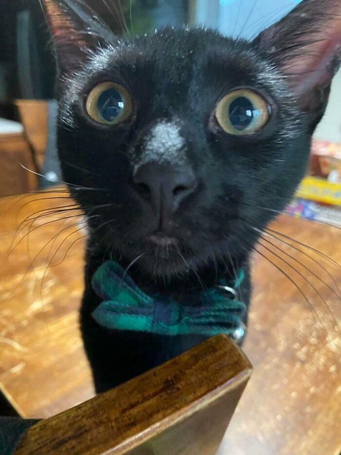 50 Times Cats Hilariously Malfunctioned, Making Owners Ask “What’s Wrong With My Cat?” (New Pics) 50 Times Cats Hilariously Malfunctioned, Making Owners Ask “What’s Wrong With My Cat?” (New Pics)