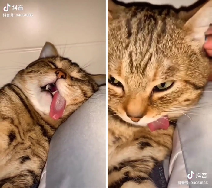 50 Times Cats Hilariously Malfunctioned, Making Owners Ask “What’s Wrong With My Cat?” (New Pics) 50 Times Cats Hilariously Malfunctioned, Making Owners Ask “What’s Wrong With My Cat?” (New Pics)