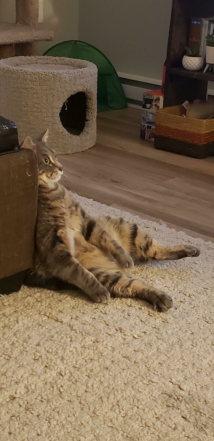 50 Times Cats Hilariously Malfunctioned, Making Owners Ask “What’s Wrong With My Cat?” (New Pics) 50 Times Cats Hilariously Malfunctioned, Making Owners Ask “What’s Wrong With My Cat?” (New Pics)