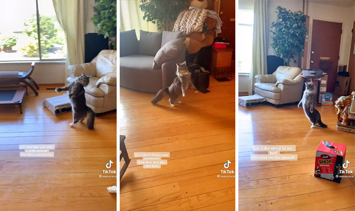 50 Times Cats Hilariously Malfunctioned, Making Owners Ask “What’s Wrong With My Cat?” (New Pics) 50 Times Cats Hilariously Malfunctioned, Making Owners Ask “What’s Wrong With My Cat?” (New Pics)