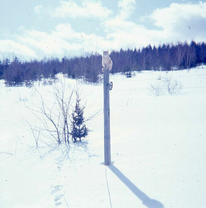 50 Times Cats Hilariously Malfunctioned, Making Owners Ask “What’s Wrong With My Cat?” (New Pics) 50 Times Cats Hilariously Malfunctioned, Making Owners Ask “What’s Wrong With My Cat?” (New Pics)