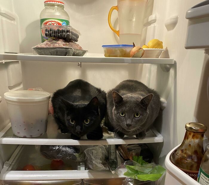 50 Times Cats Hilariously Malfunctioned, Making Owners Ask “What’s Wrong With My Cat?” (New Pics) 50 Times Cats Hilariously Malfunctioned, Making Owners Ask “What’s Wrong With My Cat?” (New Pics)